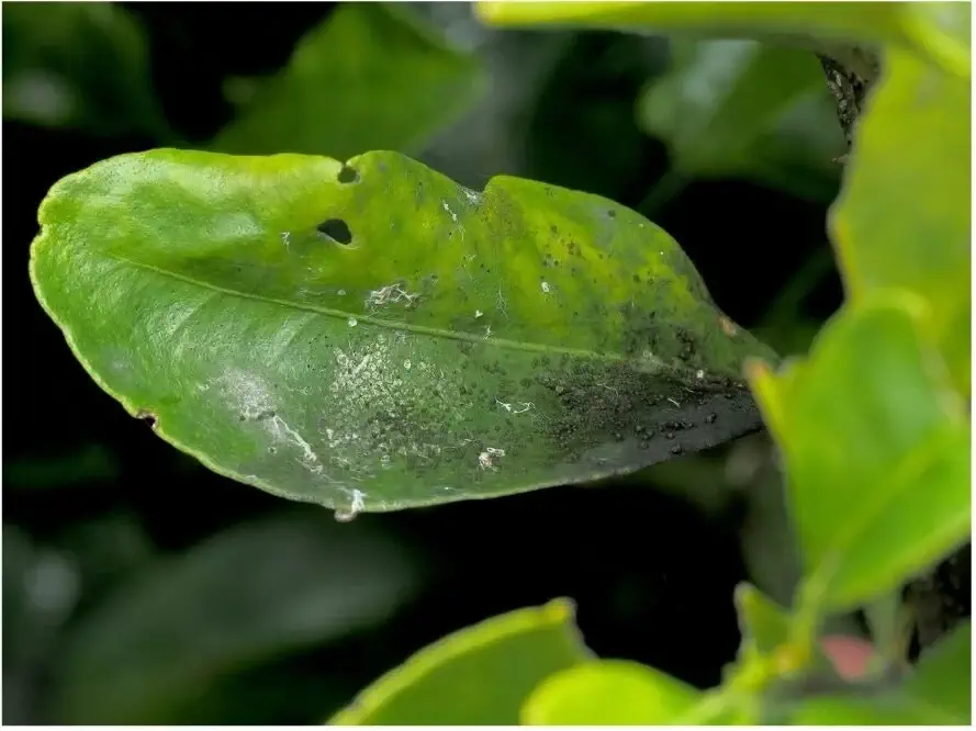 Sooty mold coats the surface of a citrus leaf