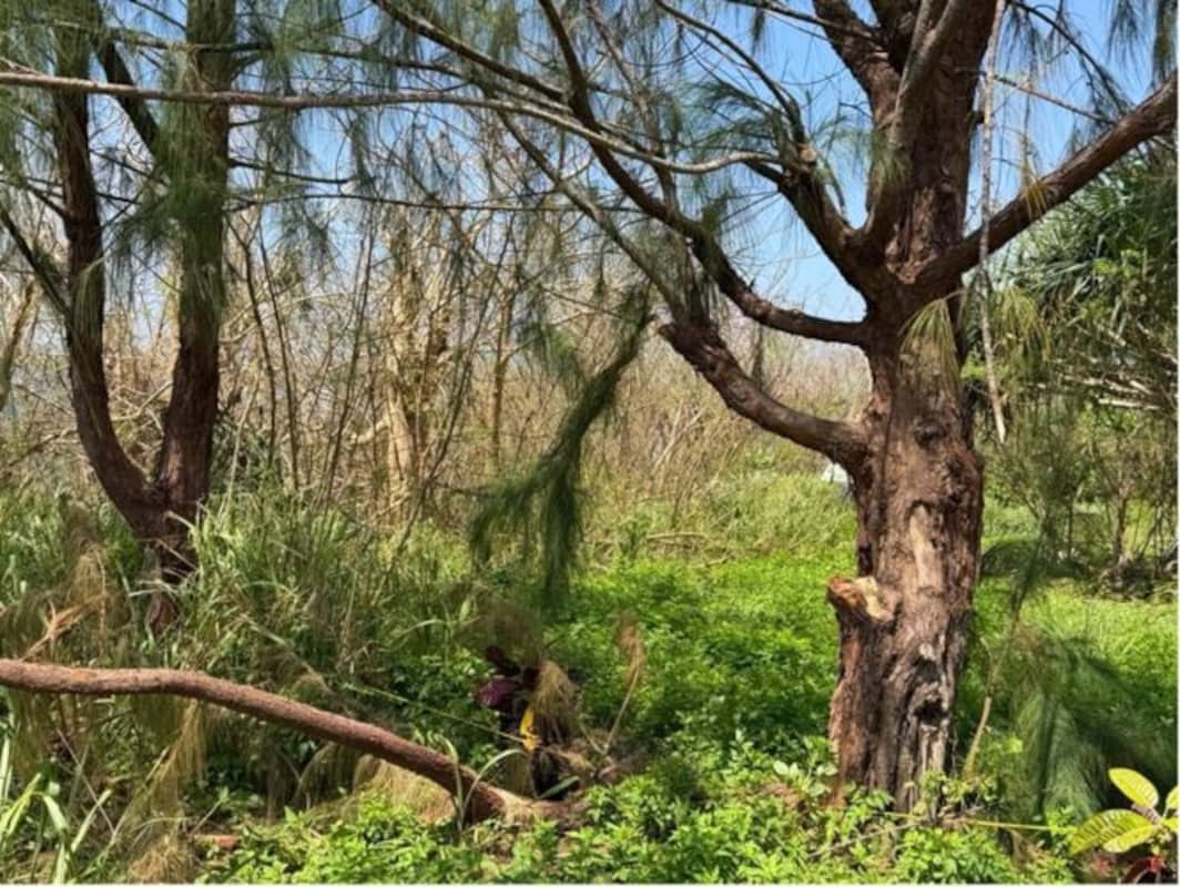 Broken tree with entry points for pest