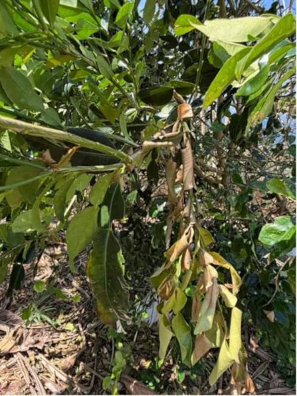 Fruit trees damaged