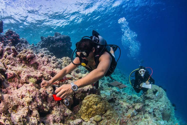 Peter Houk, PhD, has conducted reef surveys throughout Micronesia and is monitoring coral and fish populations.