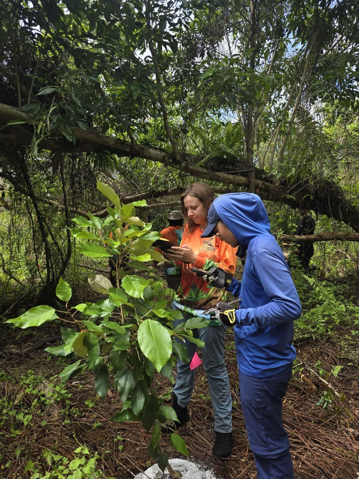 Biologists from the University of Guam Center for Island Sustainability propagate nature trees and shrubs.