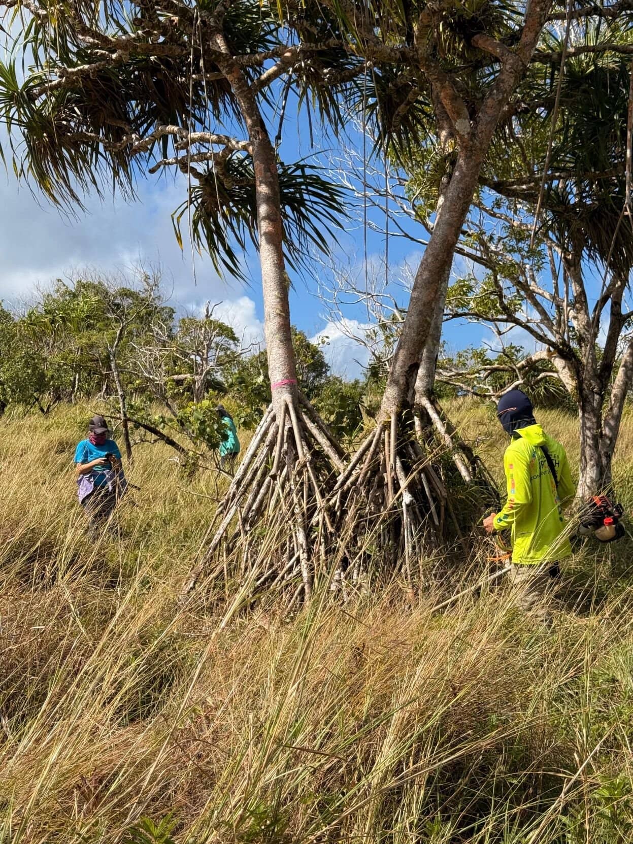 Removing highly invasive vitex trees.