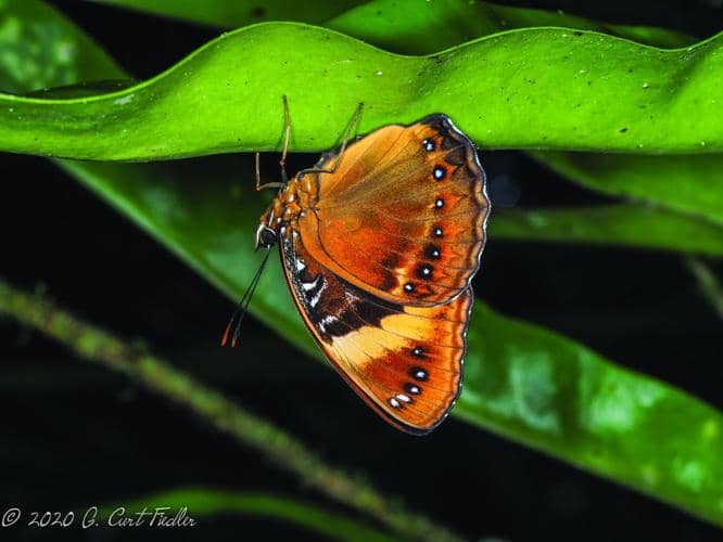 The endangered Mariana eight-spot butterfly, Hypolimnas octocula marianensis.