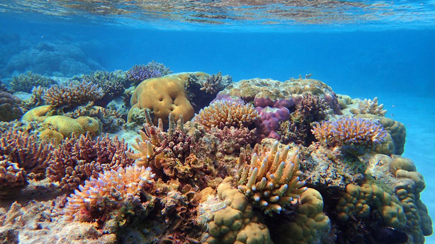 Photo of corals underwater