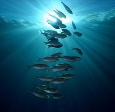 Photo of fishes underwater